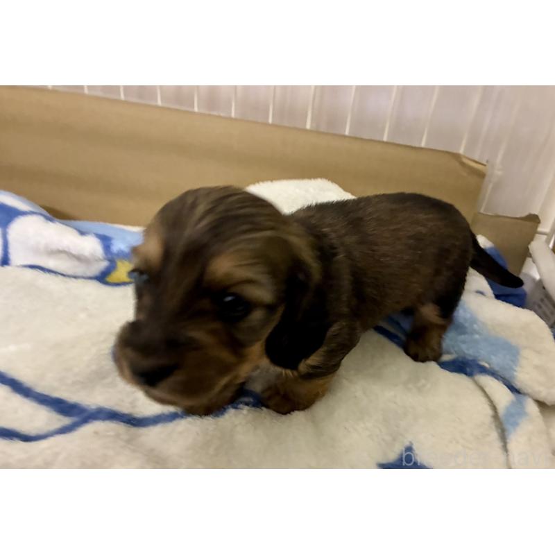 販売中の滋賀県のミニチュアダックスフンド(ロングヘアード)-442489