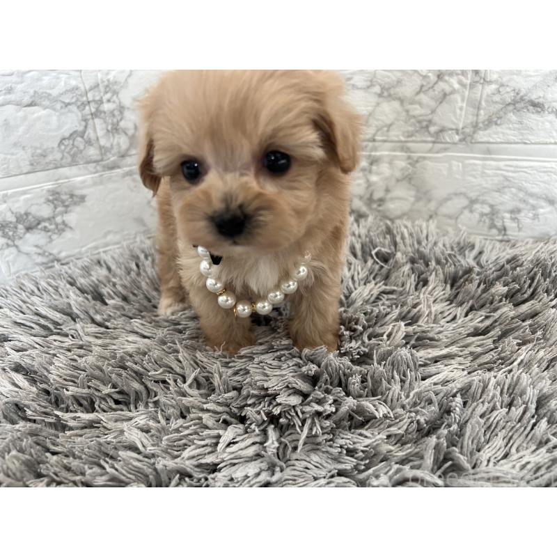 販売中の三重県のマルプー:マルチーズ×トイプードル-433436の5枚目