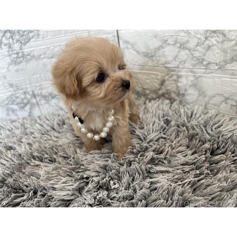 販売中の三重県のマルプー:マルチーズ×トイプードル-433436の4枚目