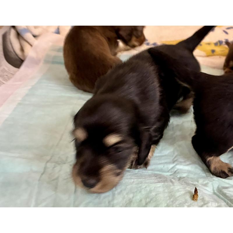 販売中の滋賀県のミニチュアダックスフンド(ロングヘアード)-442490の4枚目