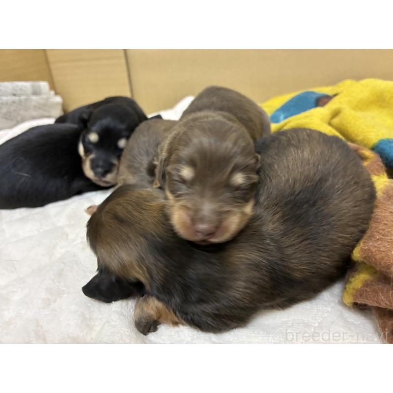 販売中の滋賀県のミニチュアダックスフンド(ロングヘアード)-442490の3枚目