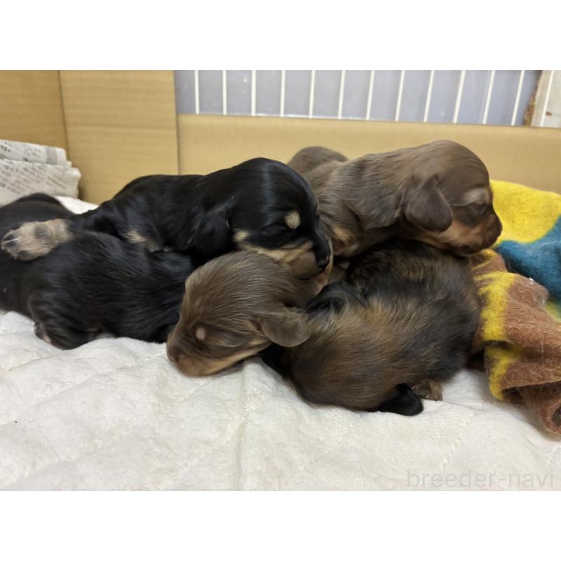 販売中の滋賀県のミニチュアダックスフンド(ロングヘアード)-442490の2枚目