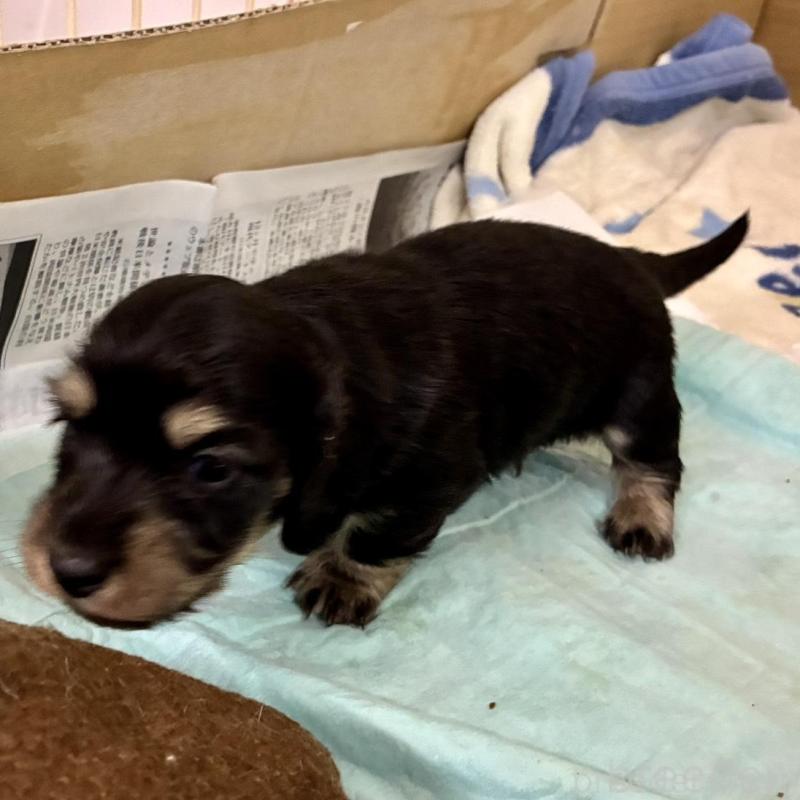 販売中の滋賀県のミニチュアダックスフンド(ロングヘアード)-442490