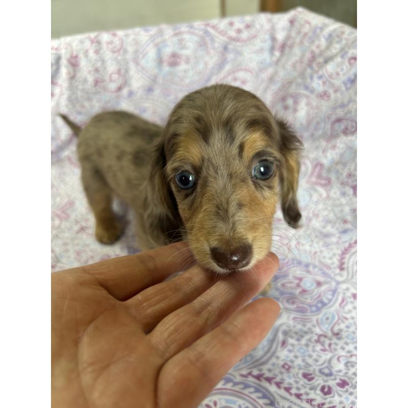 販売中の愛知県のミニチュアダックスフンド(ロングヘアード)-437993