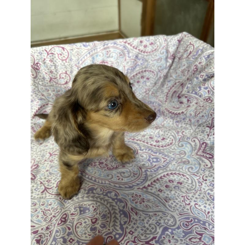 販売中の愛知県のミニチュアダックスフンド(ロングヘアード)-437993の6枚目