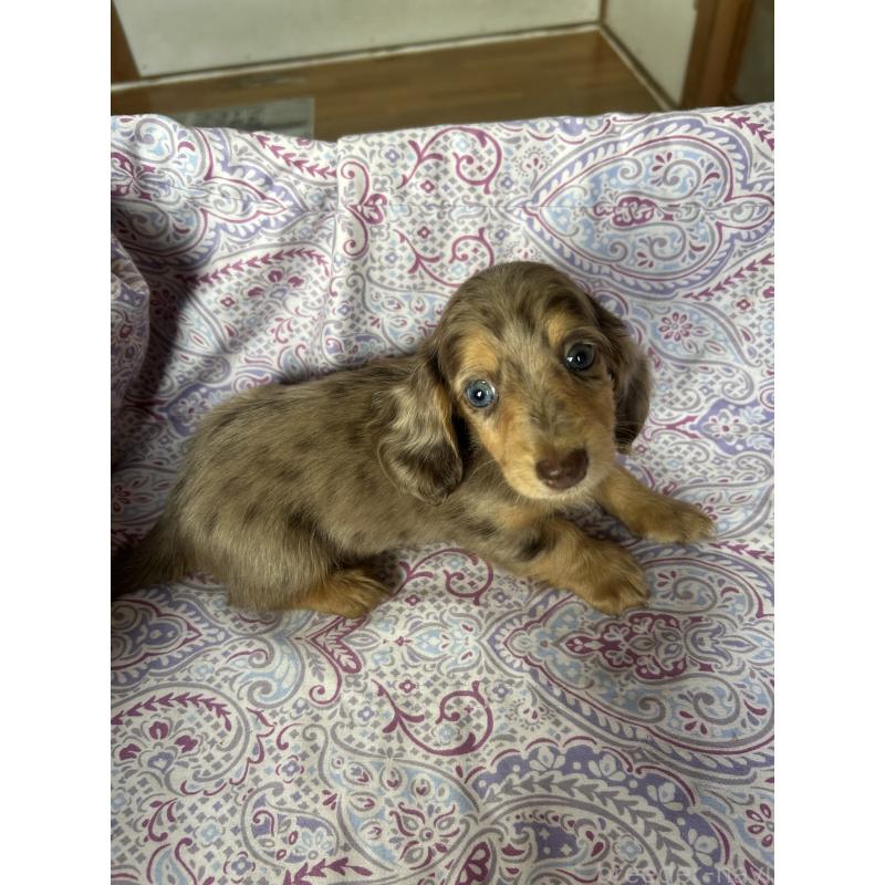 販売中の愛知県のミニチュアダックスフンド(ロングヘアード)-437993の5枚目