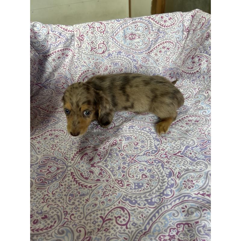 販売中の愛知県のミニチュアダックスフンド(ロングヘアード)-437993の4枚目