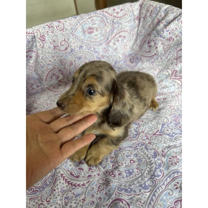 販売中の愛知県のミニチュアダックスフンド(ロングヘアード)-437993の3枚目