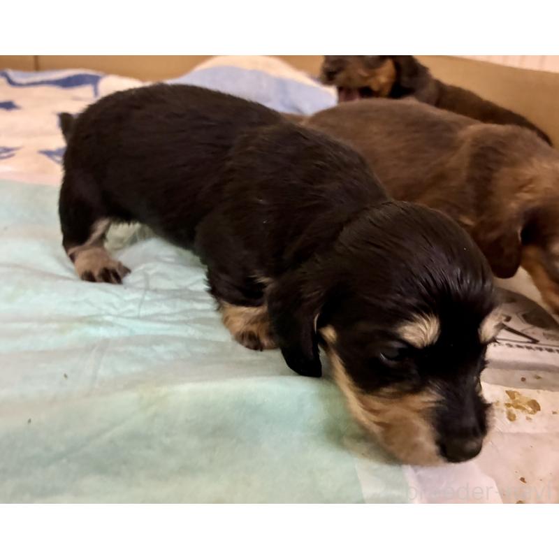 販売中の滋賀県のミニチュアダックスフンド(ロングヘアード)-442491の4枚目