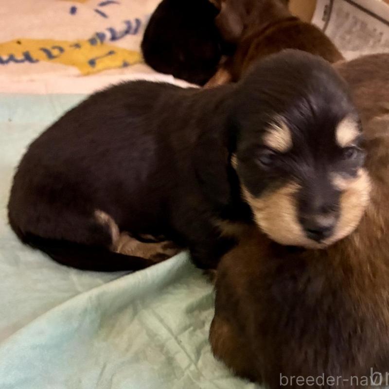 販売中の滋賀県のミニチュアダックスフンド(ロングヘアード)-442491