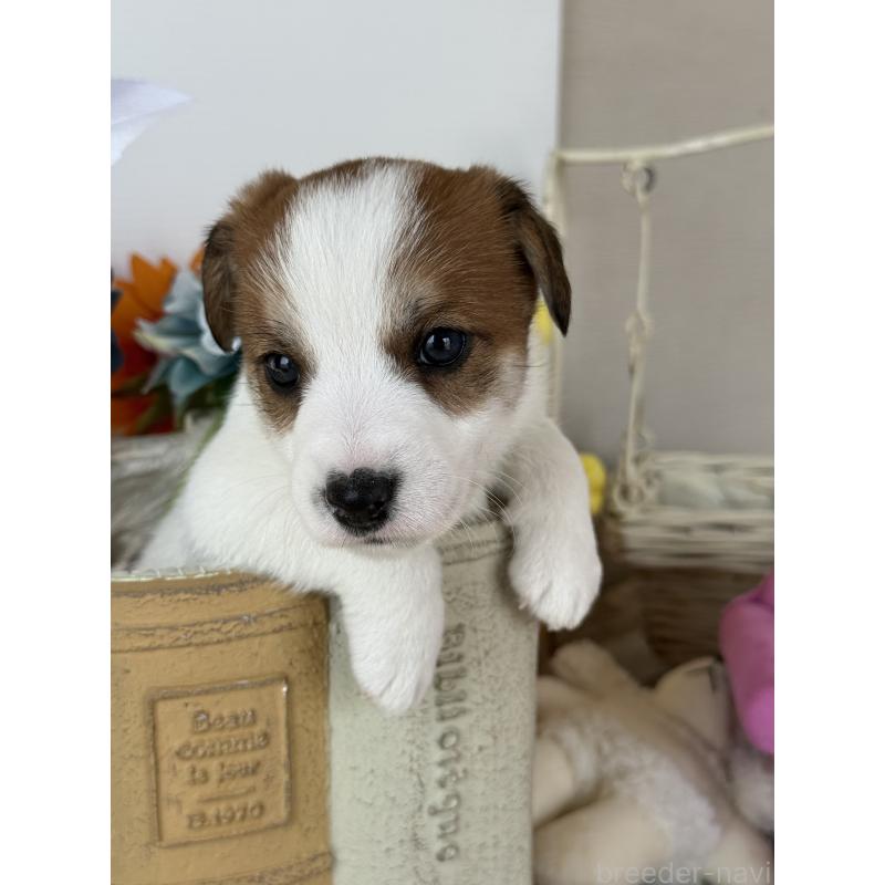 販売中の宮崎県のジャックラッセルテリア-440063の7枚目