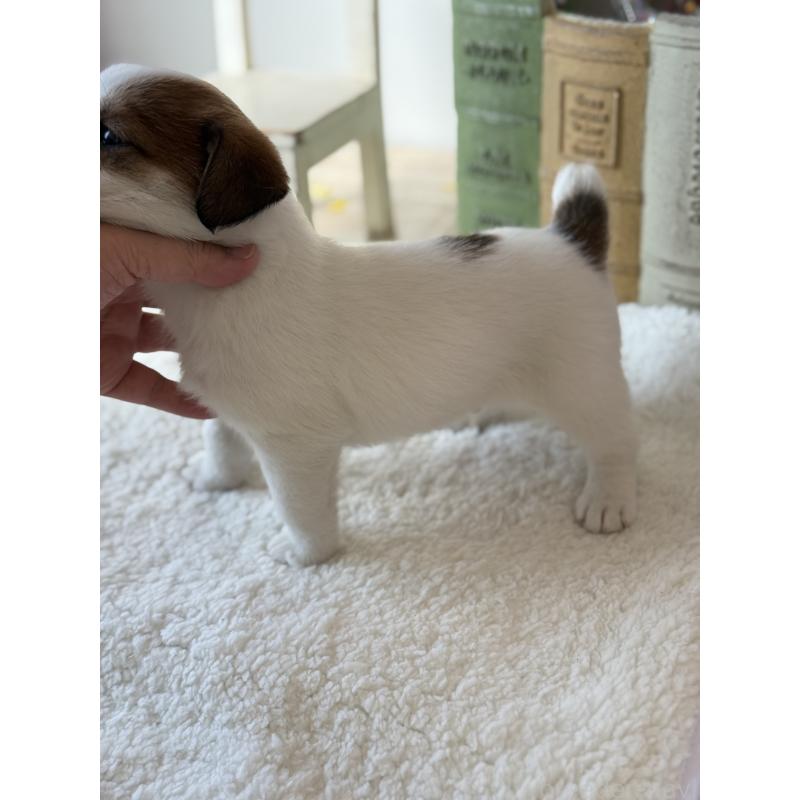 販売中の宮崎県のジャックラッセルテリア-440063の6枚目