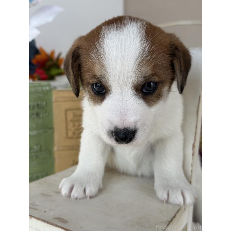 販売中の宮崎県のジャックラッセルテリア-440063の4枚目