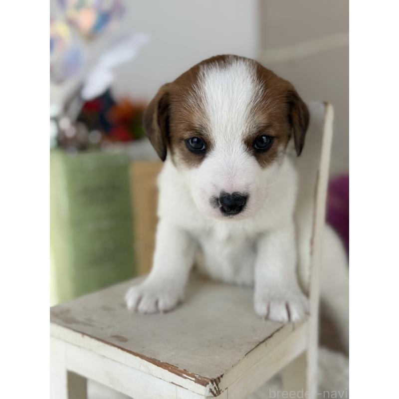 販売中の宮崎県のジャックラッセルテリア-440063の3枚目