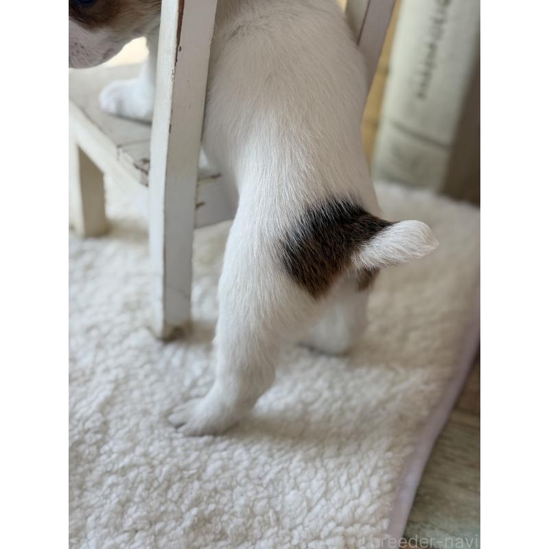 販売中の宮崎県のジャックラッセルテリア-440063の2枚目