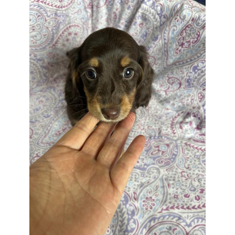 販売中の愛知県のミニチュアダックスフンド(ロングヘアード)-437986