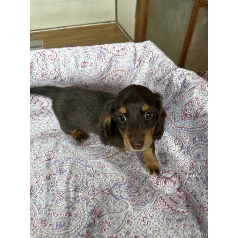販売中の愛知県のミニチュアダックスフンド(ロングヘアード)-437986の7枚目