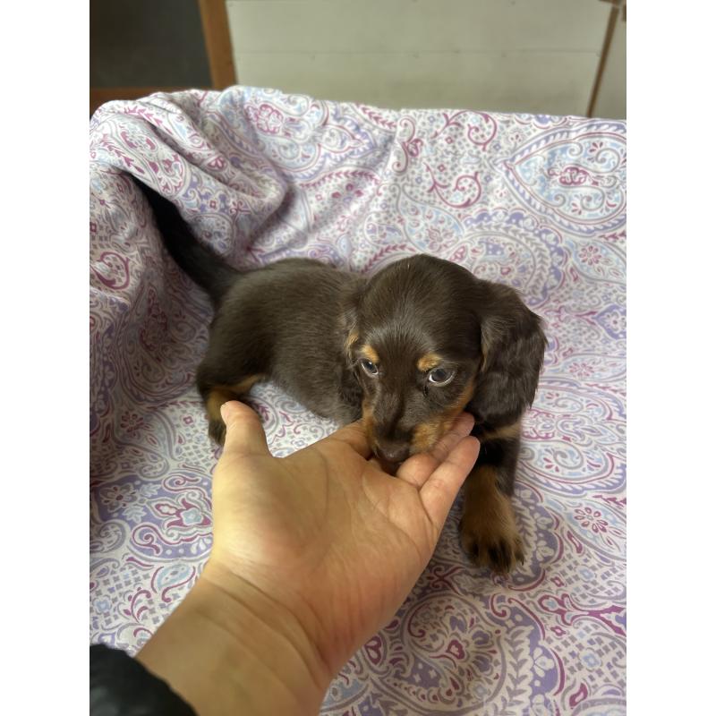 販売中の愛知県のミニチュアダックスフンド(ロングヘアード)-437986の6枚目