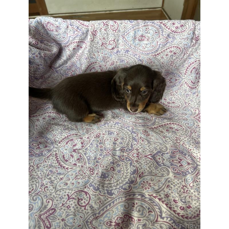 販売中の愛知県のミニチュアダックスフンド(ロングヘアード)-437986の5枚目