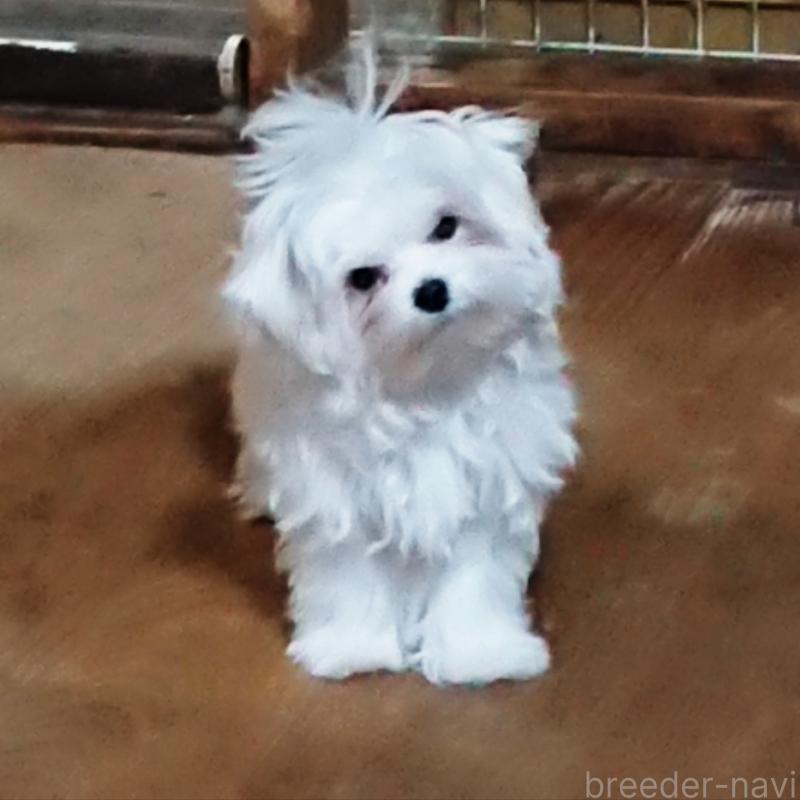 販売中の栃木県のマルチーズ-425496
