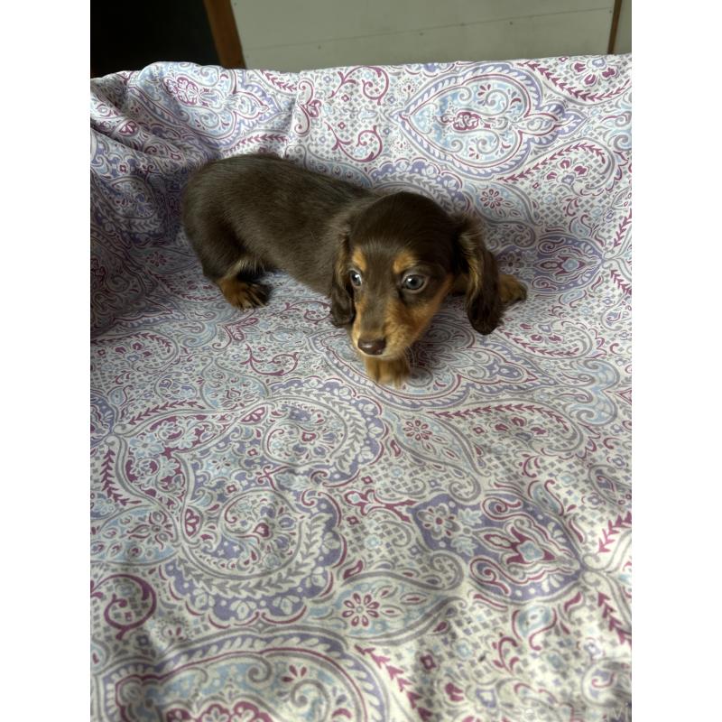 販売中の愛知県のミニチュアダックスフンド(ロングヘアード)-437991の8枚目