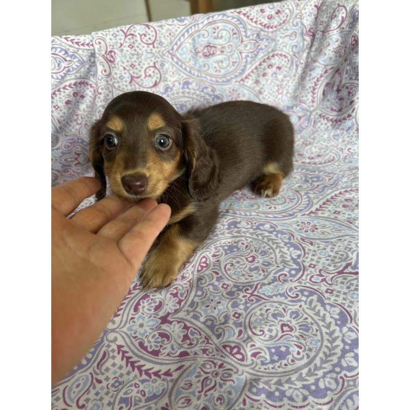 販売中の愛知県のミニチュアダックスフンド(ロングヘアード)-437991の7枚目