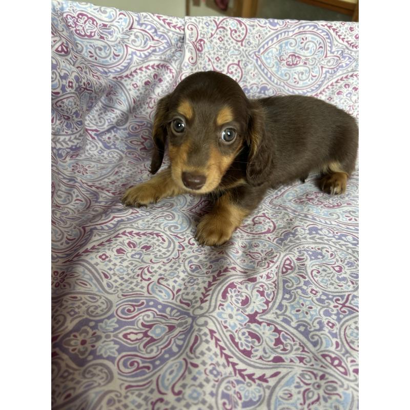 販売中の愛知県のミニチュアダックスフンド(ロングヘアード)-437991の6枚目
