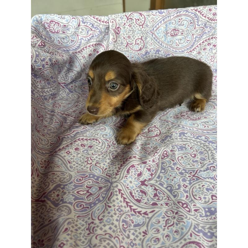 販売中の愛知県のミニチュアダックスフンド(ロングヘアード)-437991の5枚目