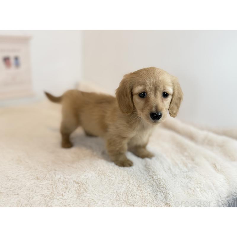 販売中の山口県のミニチュアダックスフンド(ロングヘアード)-442492の3枚目