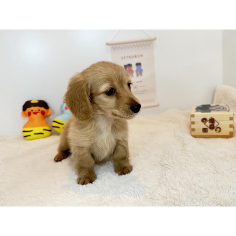 販売中の山口県のミニチュアダックスフンド(ロングヘアード)-442492の2枚目