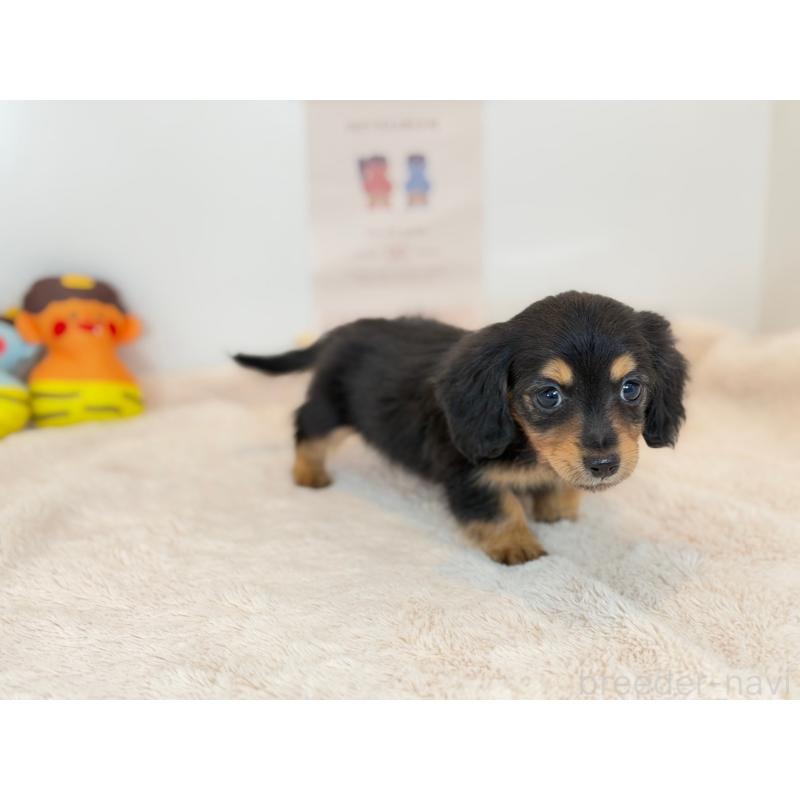 販売中の山口県のミニチュアダックスフンド(ロングヘアード)-442495の2枚目