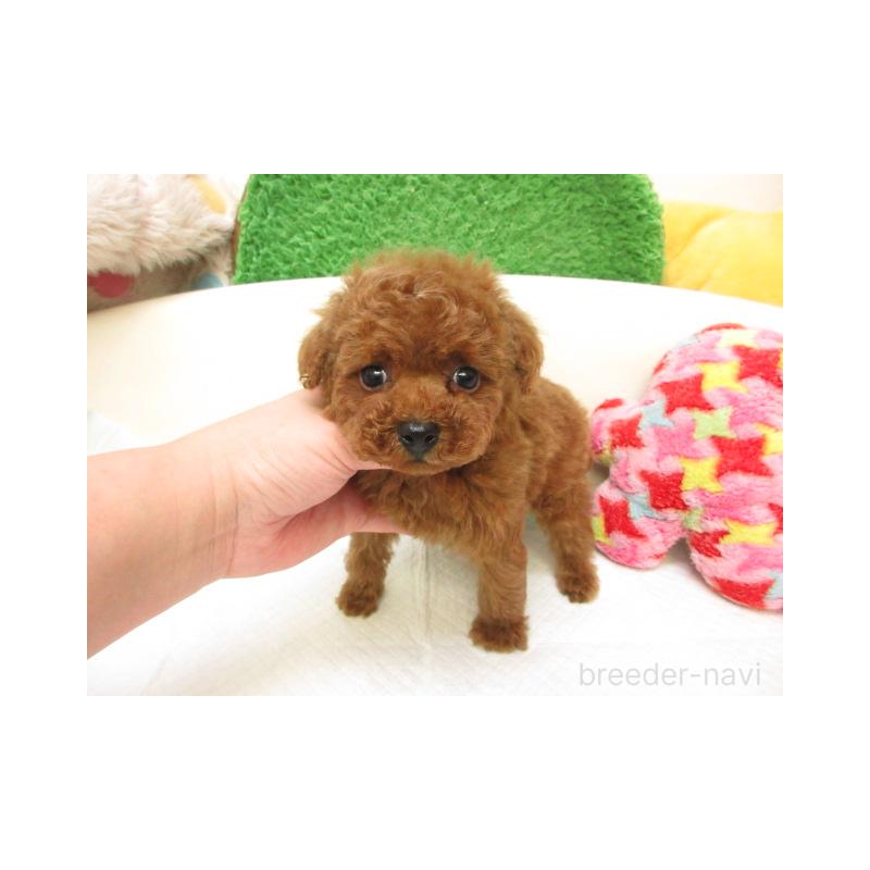 販売中の大阪府のトイプードル-442493の2枚目