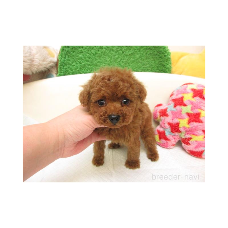 販売中の大阪府のトイプードル-442493の1枚目