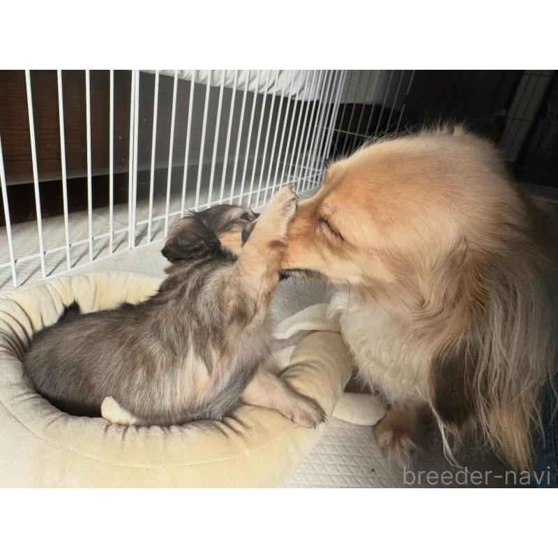 販売中の東京都のカニンヘンダックスフンド(ロングヘアード)-442494の5枚目