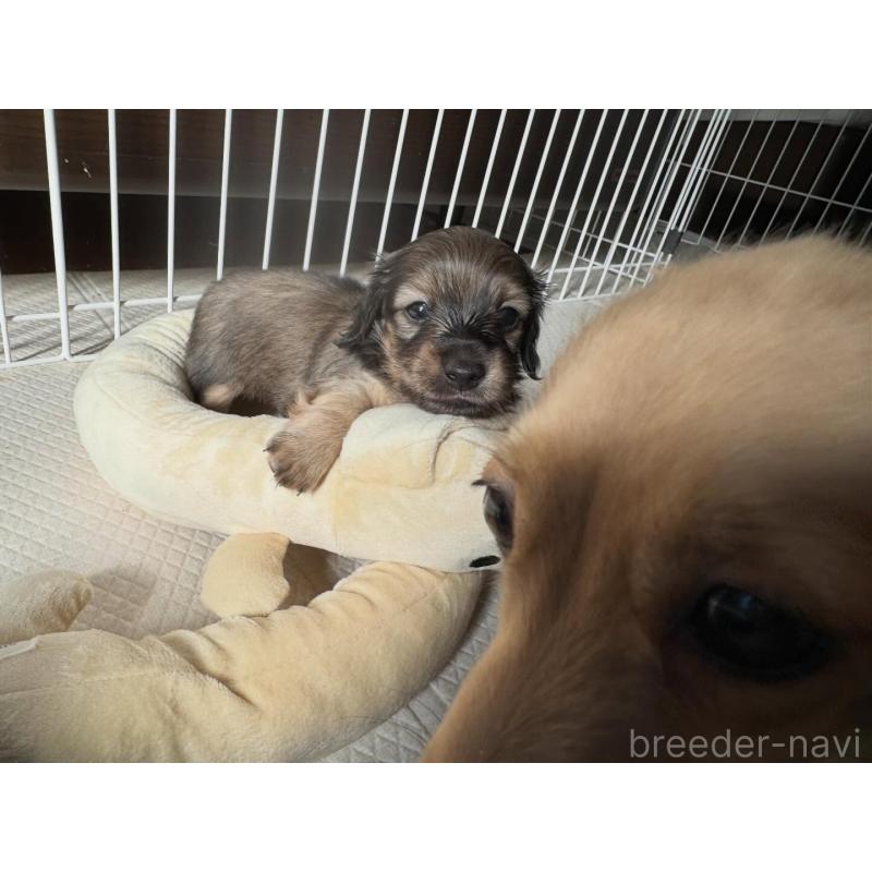 販売中の東京都のカニンヘンダックスフンド(ロングヘアード)-442494の4枚目