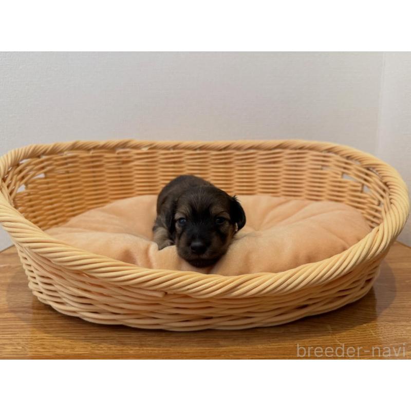 販売中の東京都のカニンヘンダックスフンド(ロングヘアード)-442494の3枚目