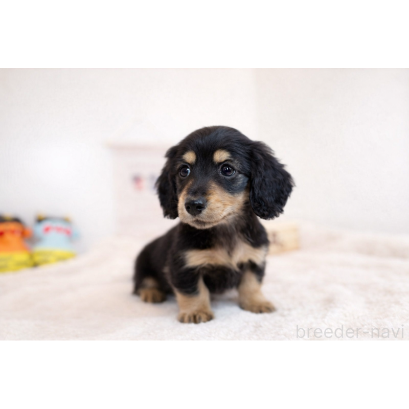 販売中の山口県のミニチュアダックスフンド(ロングヘアード)-442496の3枚目