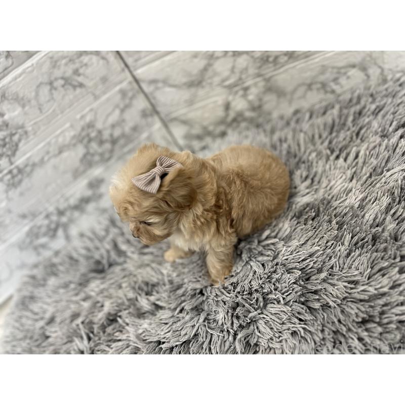 販売中の三重県のマルプー:マルチーズ×トイプードル-433437の11枚目