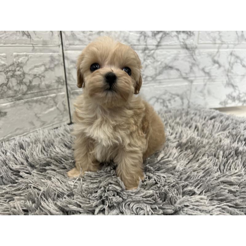 販売中の三重県のマルプー:マルチーズ×トイプードル-433437の10枚目