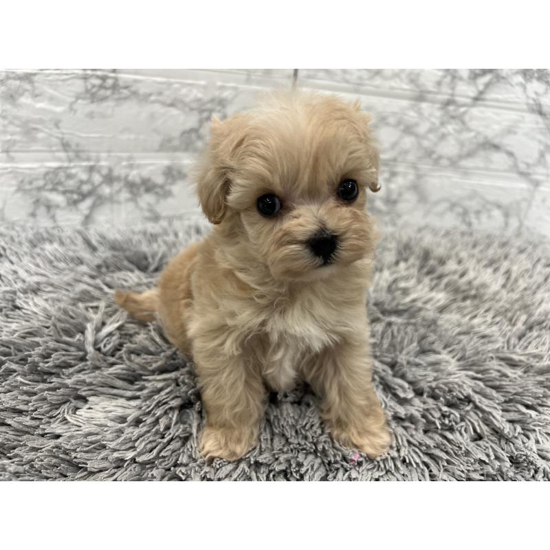 販売中の三重県のマルプー:マルチーズ×トイプードル-433437の9枚目