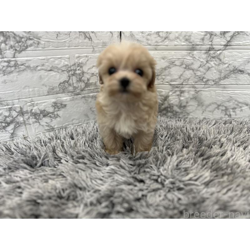 販売中の三重県のマルプー:マルチーズ×トイプードル-433437の7枚目