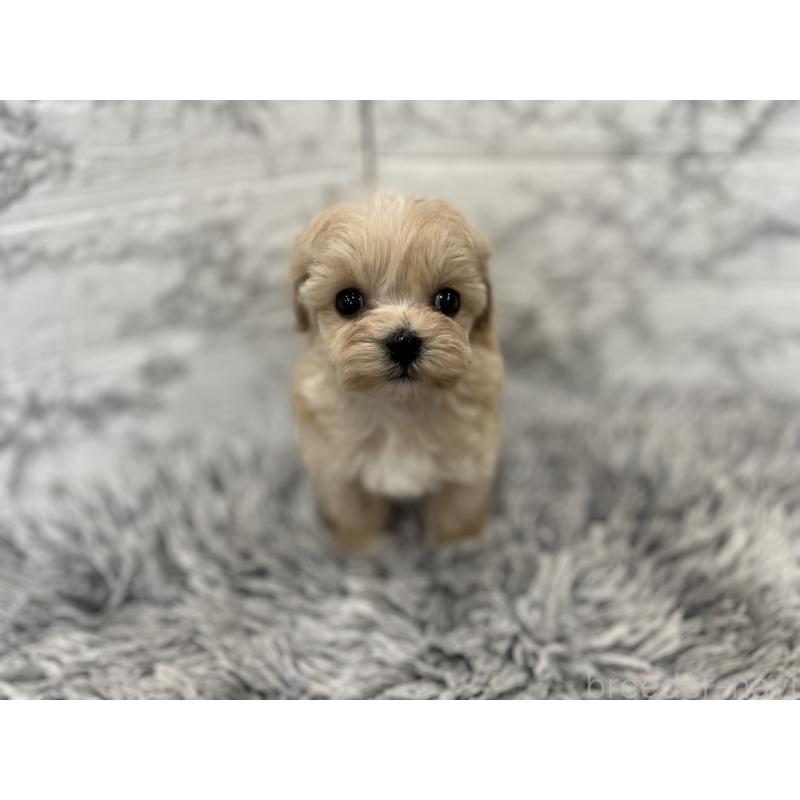 販売中の三重県のマルプー:マルチーズ×トイプードル-433437の6枚目