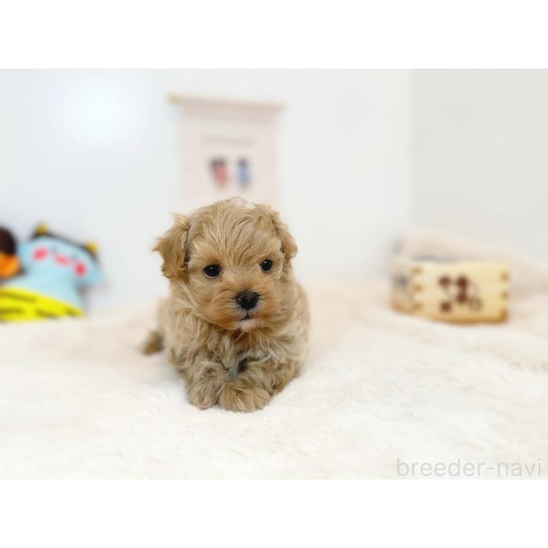 販売中の山口県のマルプー:マルチーズ×トイプードル-442497の2枚目