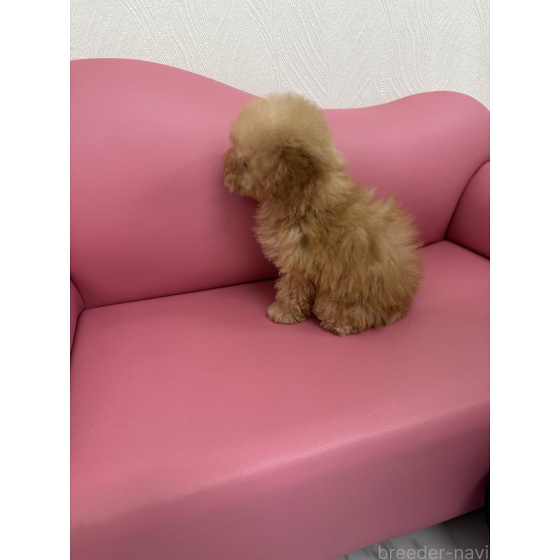 販売中の山梨県のトイプードル-436975の6枚目