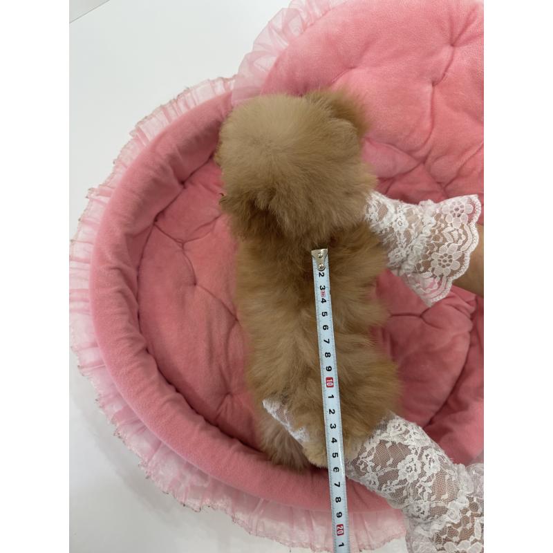 販売中の山梨県のトイプードル-436975の3枚目