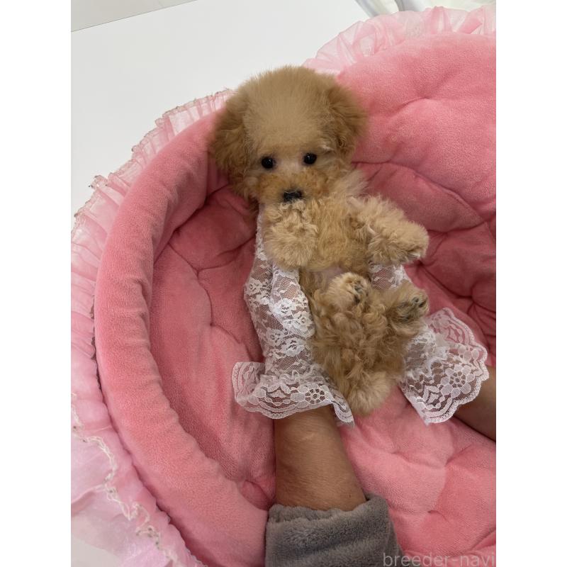 販売中の山梨県のトイプードル-436975の2枚目