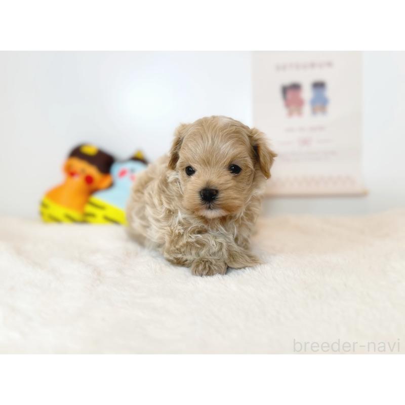 販売中の山口県のマルプー:マルチーズ×トイプードル-442498の3枚目