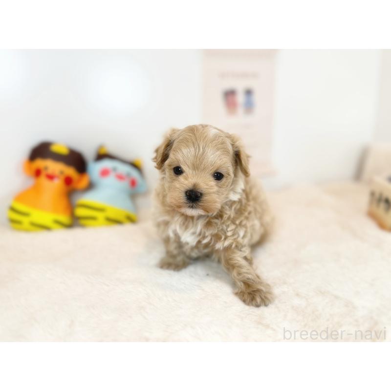 販売中の山口県のマルプー:マルチーズ×トイプードル-442498の2枚目