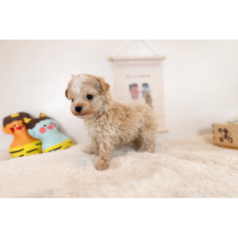 販売中の山口県のマルプー:マルチーズ×トイプードル-442499の3枚目