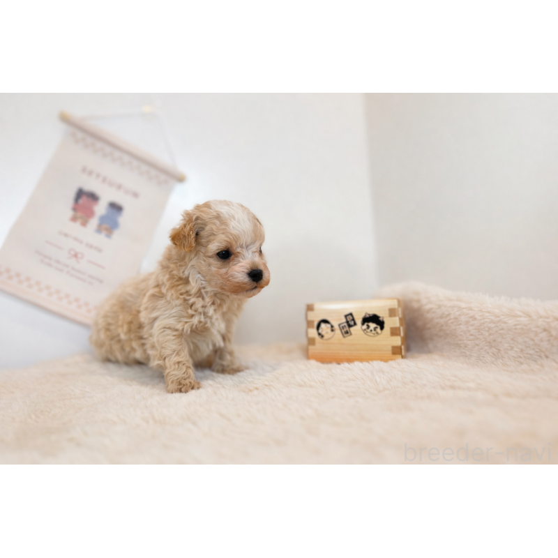 販売中の山口県のマルプー:マルチーズ×トイプードル-442499の2枚目